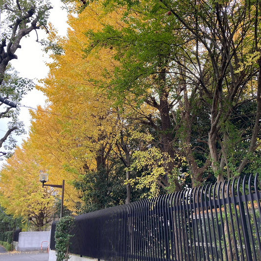Fall in Japan